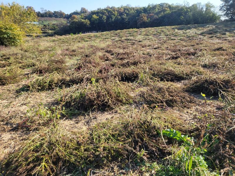 마영태님의 장터 판매 상품 [들깨 (2024년 햇들깨)] 첨부 사진