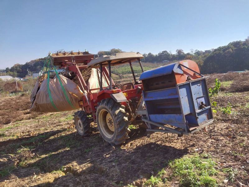 마영태님의 장터 판매 상품 [들깨 (2024년 햇들깨)] 첨부 사진