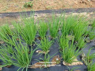 전진규.해돋이님의 파 · 영농일지 작성글 사진