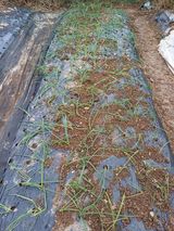 팜모닝 양파·영농일지 게시글 이미지