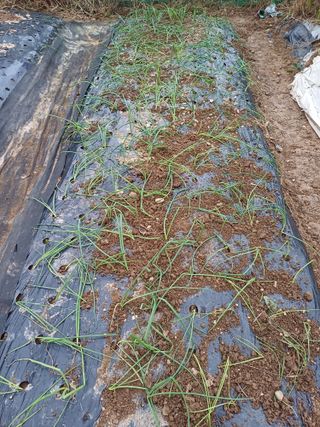 금돌비학님의 양파 · 영농일지 작성글 사진