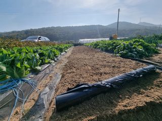 양파16718님의 마늘 · 영농일지 작성글 사진