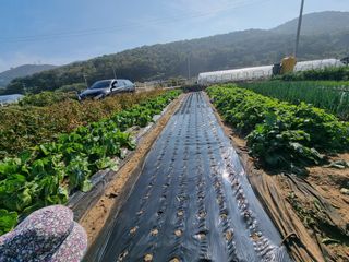 양파16718님의 마늘 · 영농일지 작성글 사진