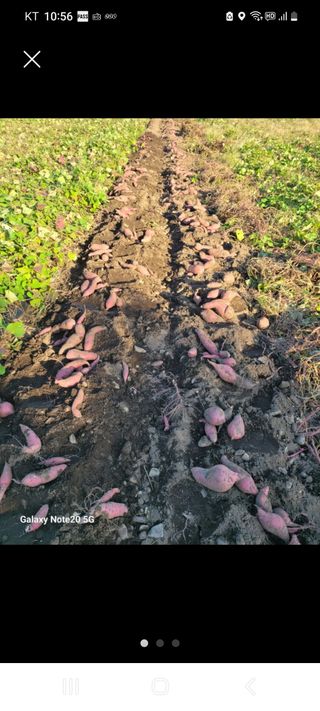 와룡산백곰님의 작성글 사진