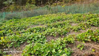솔바람 님의 고구마 · 영농일지 작성글 사진