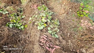 솔바람 님의 고구마 · 영농일지 작성글 사진