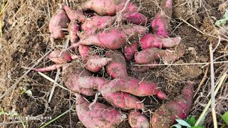 솔바람 님의 고구마 · 영농일지 작성글 사진