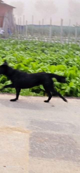 아홍팜님의 자유주제 · 자유게시판 작성글 사진