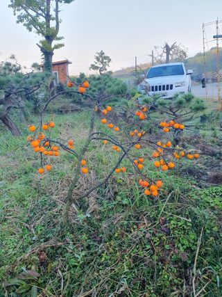 알 수 없음님의 자유주제 · 자유게시판 작성글 사진