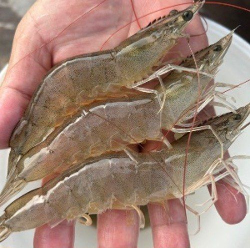 장터 상품 [국내산 신안 노지 새우 1kg(내년 가을에 또 뵐께요)] 썸네일