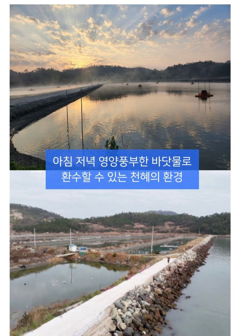 농수사님의 장터 판매 상품 [국내산 신안 노지 새우 1kg(내년 가을에 또 뵐께요)] 첨부 사진