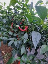 팜모닝 고추·영농일지 게시글 이미지