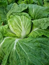 팜모닝 농사, 무엇이든 물어보세요!·참여글 게시글 이미지