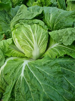 휴전선님의 농사, 무엇이든 물어보세요! · 참여글 작성글 사진