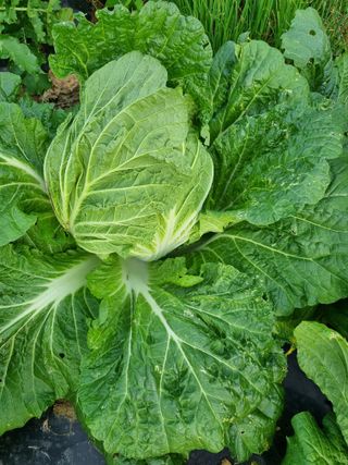 휴전선님의 농사, 무엇이든 물어보세요! · 참여글 작성글 사진