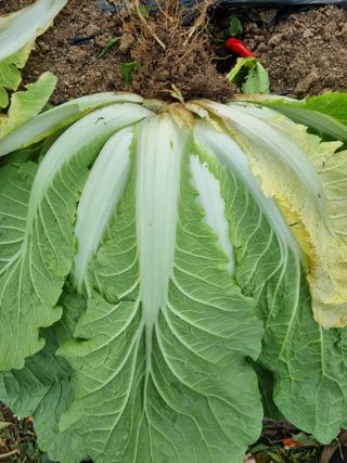 휴전선님의 농사, 무엇이든 물어보세요! · 참여글 작성글 사진