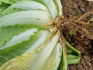 휴전선님의 농사, 무엇이든 물어보세요! · 참여글 작성글 사진