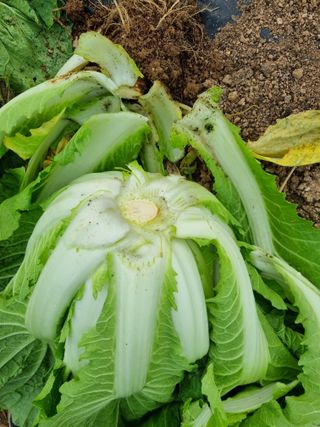 휴전선님의 농사, 무엇이든 물어보세요! · 참여글 작성글 사진