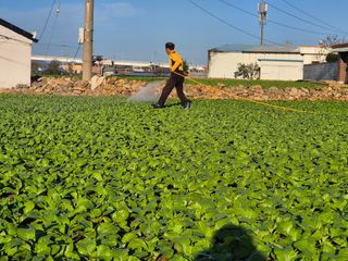 돌산갓스타님의 기타작물 · 영농일지 작성글 사진