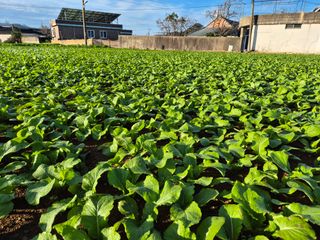 돌산갓스타님의 기타작물 · 영농일지 작성글 사진