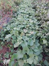 팜모닝 자유주제·자유게시판 게시글 이미지