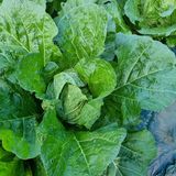 팜모닝 자유주제·자유게시판 게시글 이미지