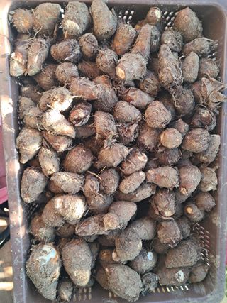 조명희님의 자유주제 · 자유게시판 작성글 사진