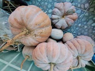 조명희님의 자유주제 · 자유게시판 작성글 사진