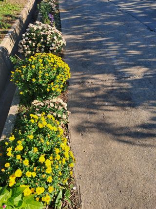 조명희님의 자유주제 · 자유게시판 작성글 사진