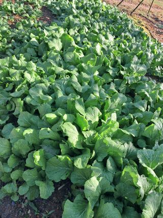 조명희님의 자유주제 · 자유게시판 작성글 사진