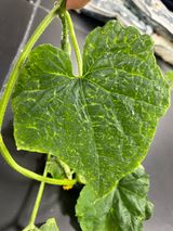 팜모닝 오이·병해충상담 게시글 이미지