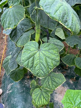 님의 오이 · 병해충상담 작성글 사진