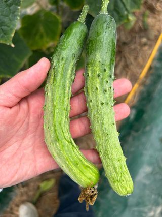 님의 오이 · 병해충상담 작성글 사진