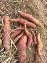 팜모닝 고구마·영농일지 게시글 이미지