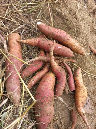 배윤환님의 고구마 · 영농일지 작성글 사진