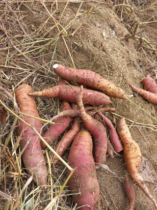 배윤환님의 고구마 · 영농일지 작성글 사진