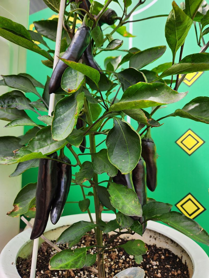 안산제일농약사님의 장터 판매 상품 [가지고추씨앗 10립 25년] 첨부 사진