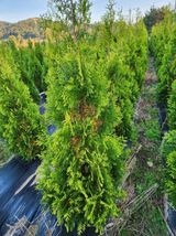 팜모닝 기타작물·병해충상담 게시글 이미지