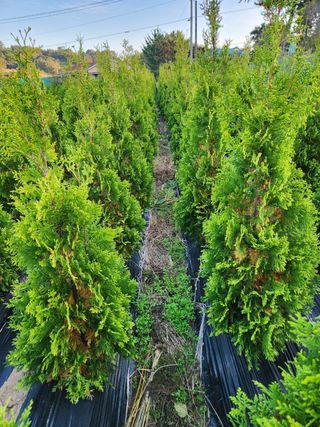 김창수님의 기타작물 · 병해충상담 작성글 사진