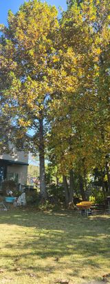 팜모닝 우리동네 가을단풍 자랑하기·참여글 게시글 이미지