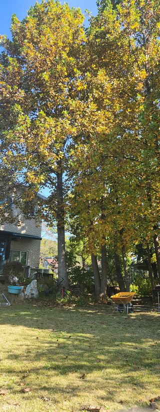 홍순강화모리님의 우리동네 가을단풍 자랑하기 · 참여글 작성글 사진