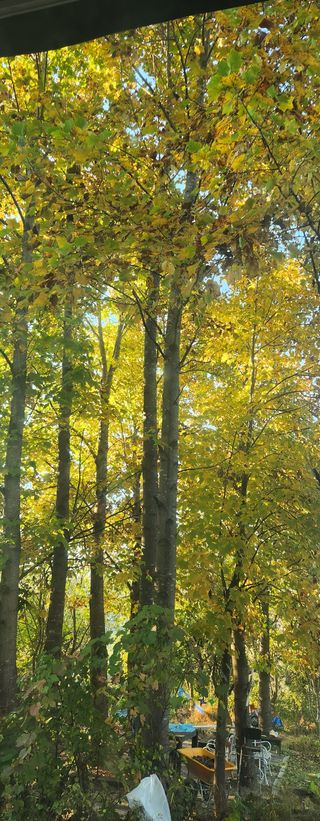 홍순강화모리님의 우리동네 가을단풍 자랑하기 · 참여글 작성글 사진