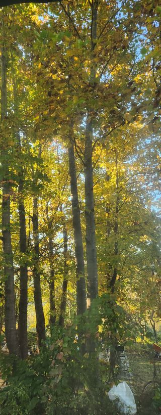 홍순강화모리님의 우리동네 가을단풍 자랑하기 · 참여글 작성글 사진
