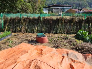 경달현님의 들깨 · 영농일지 작성글 사진