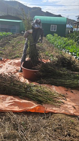 경달현님의 들깨 · 영농일지 작성글 사진