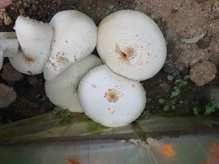 달봉산 님의 자유주제 · 자유게시판 작성글 사진