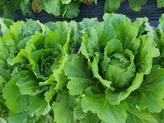 박병철님의 배추 · 영농일지 작성글 사진