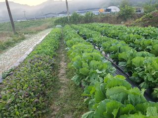 박병철님의 배추 · 영농일지 작성글 사진