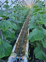 팜모닝 오이·자유게시판 게시글 이미지