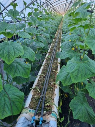 정융희님의 오이 · 자유게시판 작성글 사진